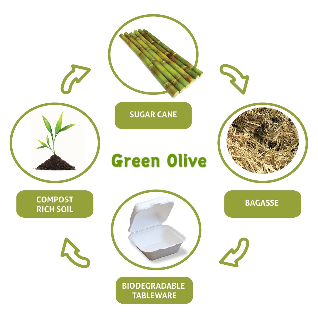 Eco friendly Food Containers Food packaging Biodegradable Sugarcane